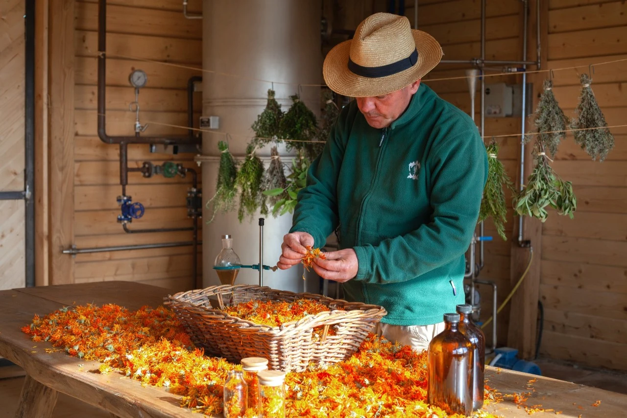 Ein Mann in einem grünen Pullover und Strohhut verarbeitet in einer Holzhütte orangefarbene Blüten, während im Hintergrund Kräuterbündel zum Trocknen aufgehängt sind.