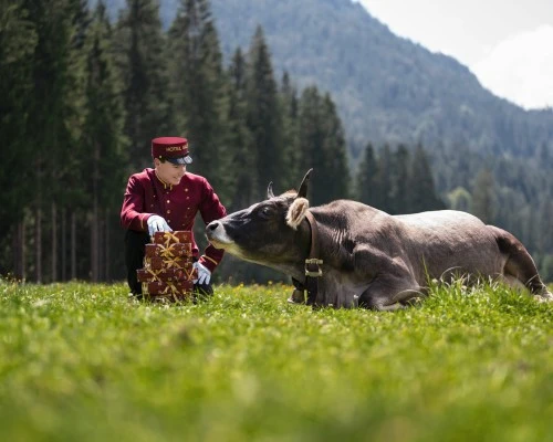Ein Hotelpage in roter Uniform sitzt auf einer Wiese neben einer liegenden Kuh und einem Stapel Sacher-Pralinen, umgeben von Berglandschaft.