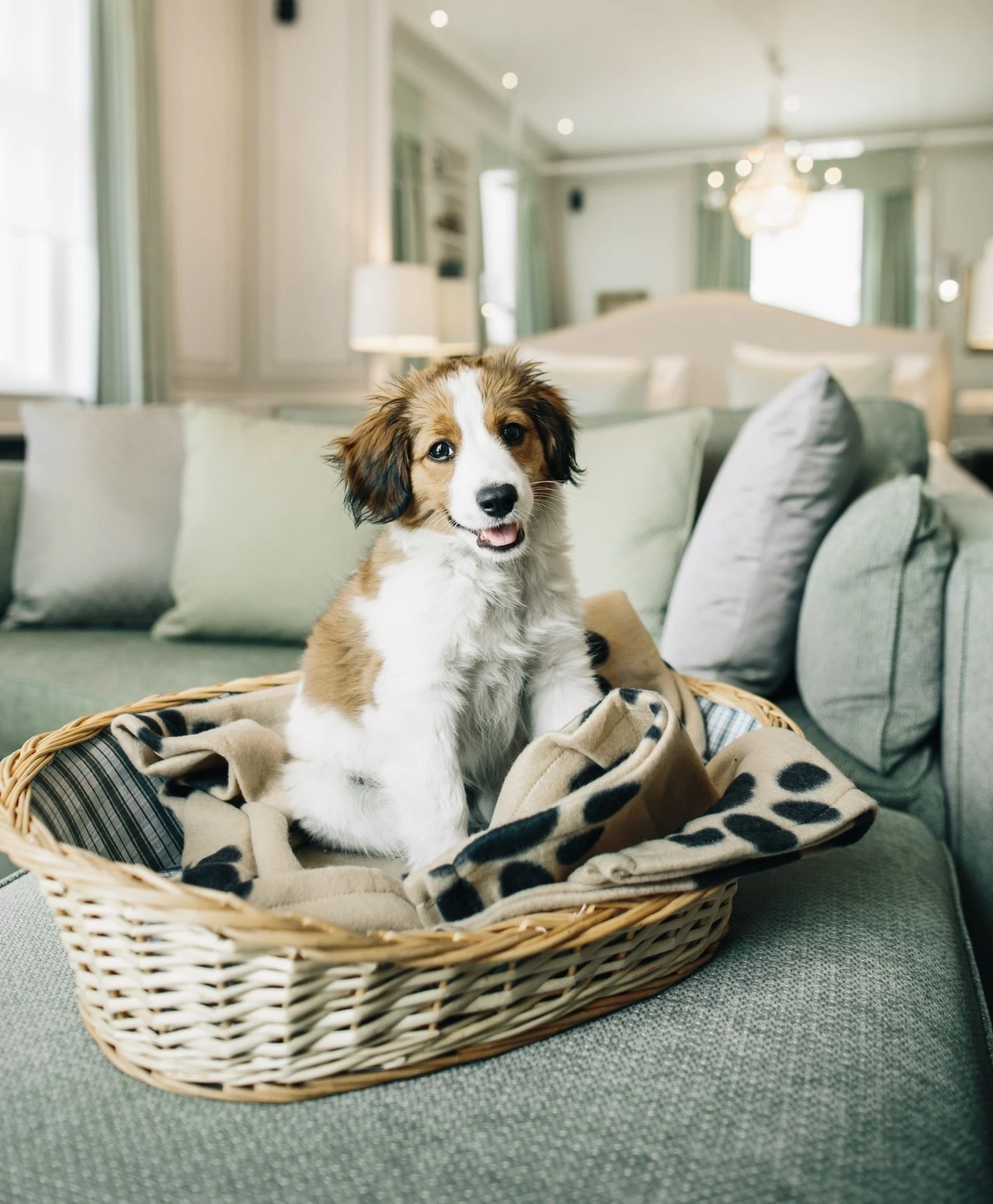Hotel Sacher Pets - Hund sitzt gemütlich im Körbchen auf einer Couch in elegantem Hotelzimmer.