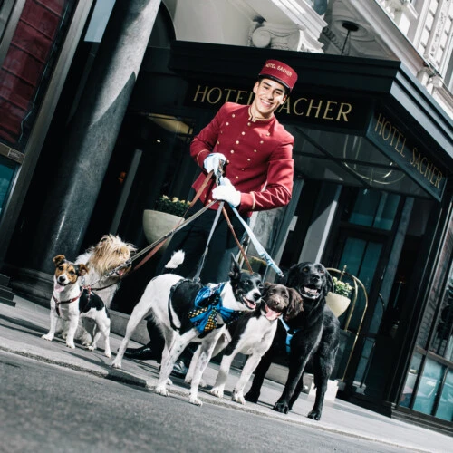 A cheerful doorman from Hotel Sacher takes a stylish pack of dogs for a walk.
