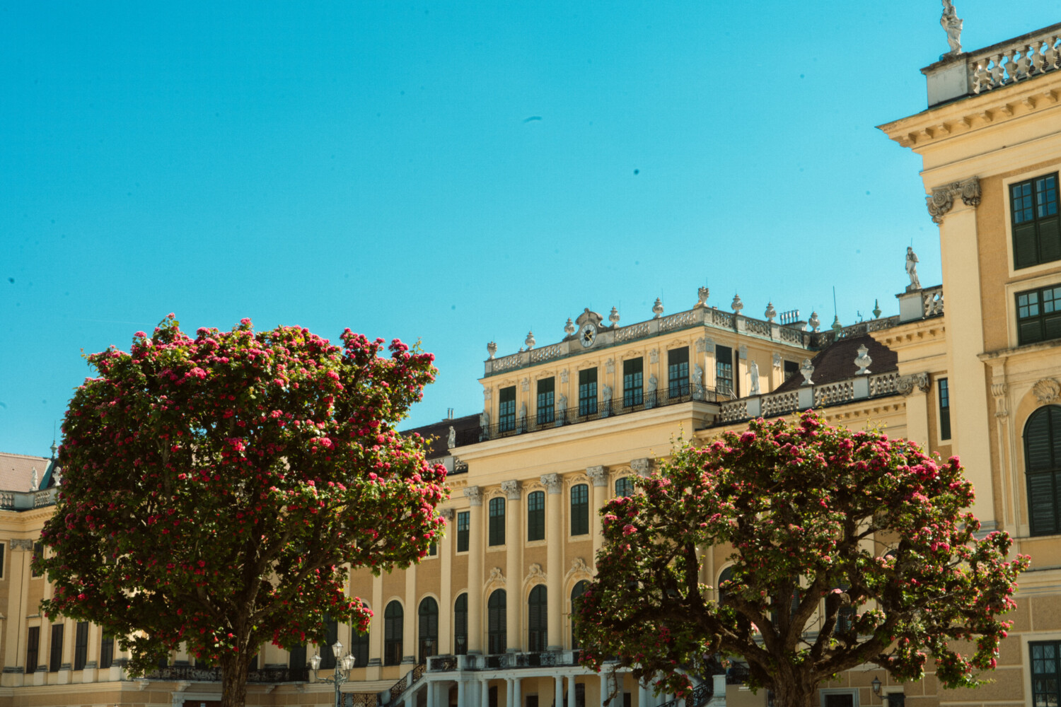 Schönbrunn Palace, Vienna: Ornate yellow facade with numerous windows and roofline statues under a clear blue sky, framed by two blossoming red-flowered trees in the foreground.