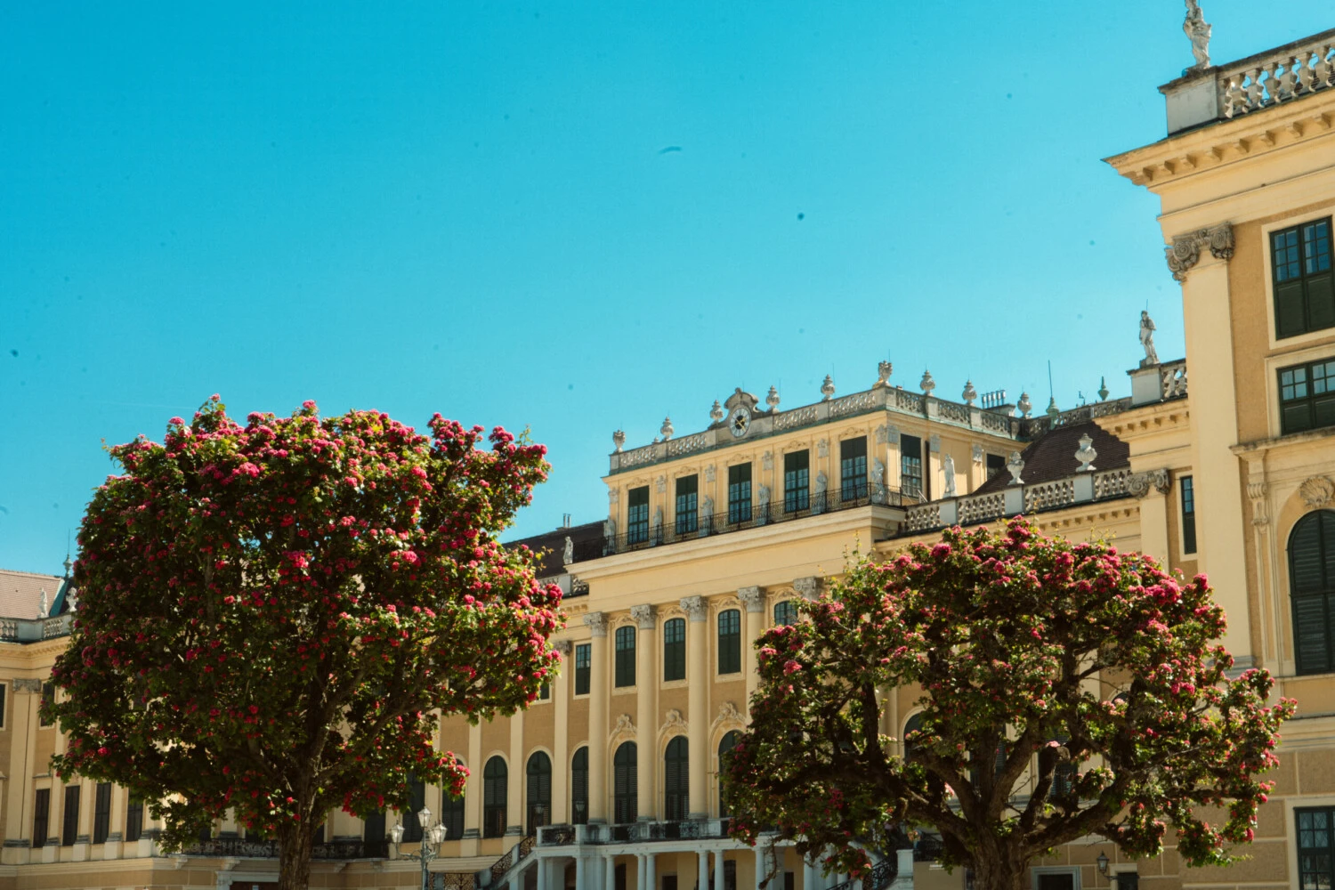 Schönbrunn Palace, Vienna: Ornate yellow facade with numerous windows and roofline statues under a clear blue sky, framed by two blossoming red-flowered trees in the foreground.