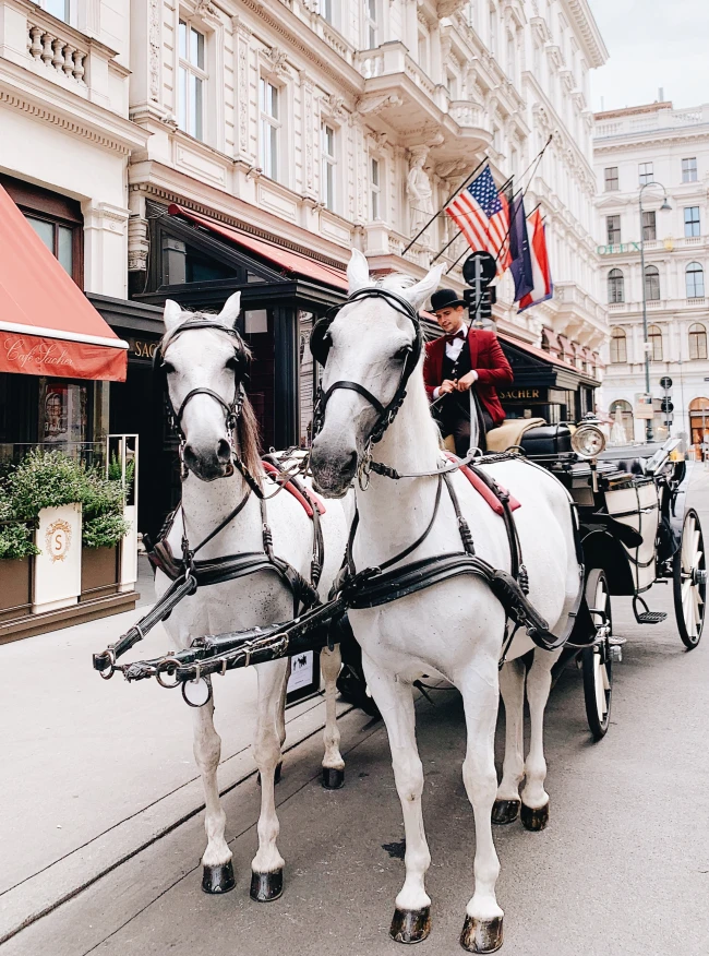 In front of the iconic Hotel Sacher Vienna, a traditionally dressed fiaker coachman guides two elegant white horses, capturing the timeless romance and imperial flair of Vienna’s historic city center.