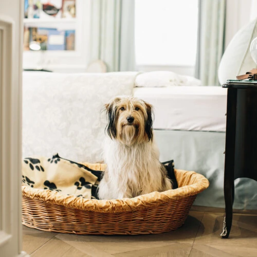 Sacher Pets program featuring Maja the dog at Hotel Sacher.