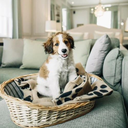 A fluffy brown and white puppy sits happily in a cozy wicker basket lined with a paw-print blanket, placed on a plush green sofa in a bright and elegant hotel suite.