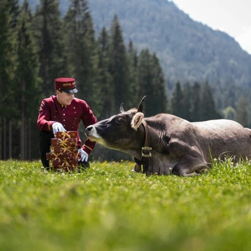 Hotel Sacher doorman kneeling next to a cow in a scenic alpine meadow, presenting wrapped gift boxes.